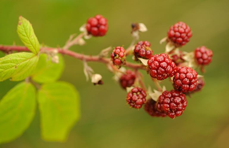 Foraging Fortnight - Scottish brambles