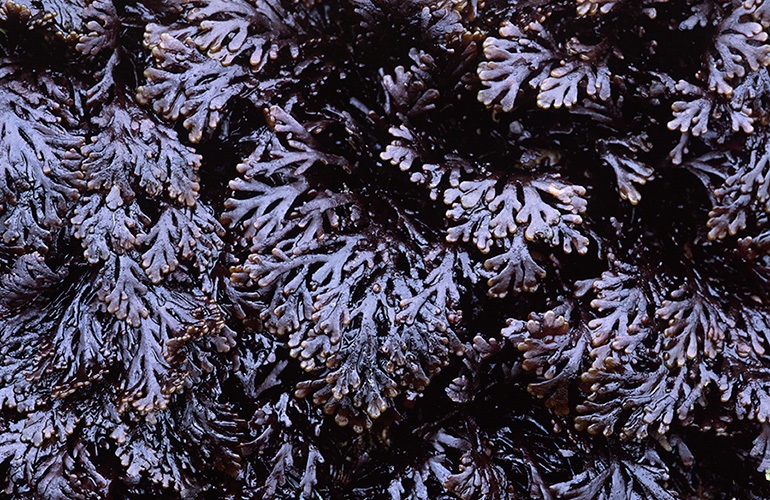 Foraging Fortnight - sea weed